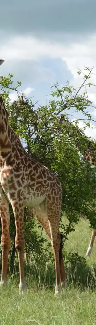 Abwechslungsreiche Landschaften in der Nordserengeti
